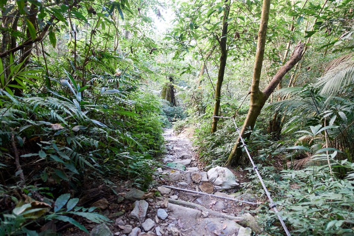 尾寮山健行 - 俯瞰臨時步道階梯，右邊有繩索，兩旁有樹