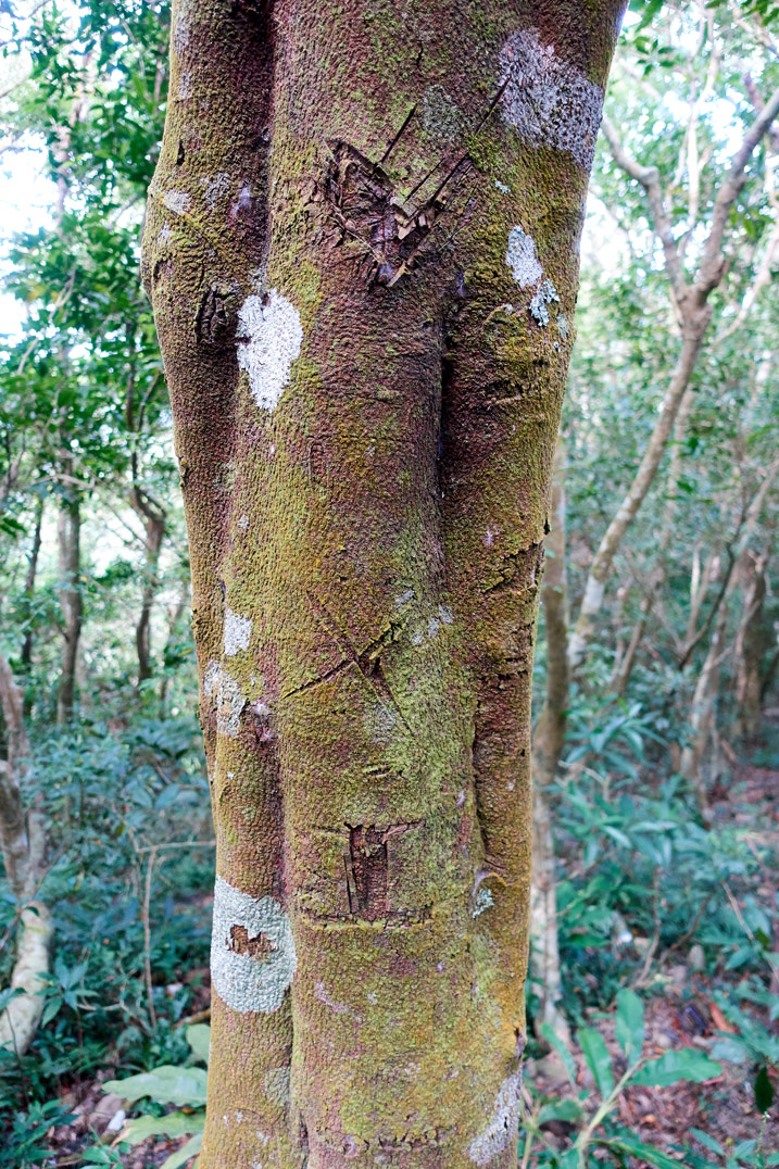 樹上刻有痕跡 - 北湖呂山