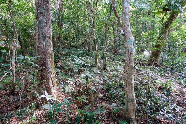 山林景色 - 樹木與地被植物 - 北湖呂山