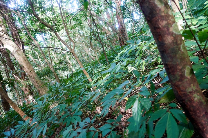 山坡樹木與地被植物 - 北湖呂山