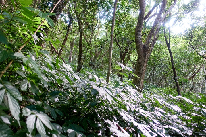 山坡樹木與地被植物 - 北湖呂山