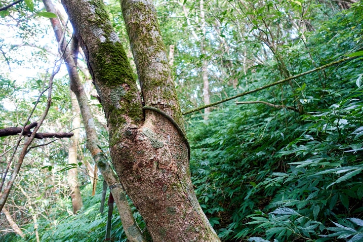 舊攀登繩綁在樹上 - 北湖呂山