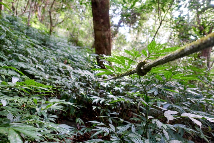 打結的步道繩消失在茂密植被中 - 北湖呂山