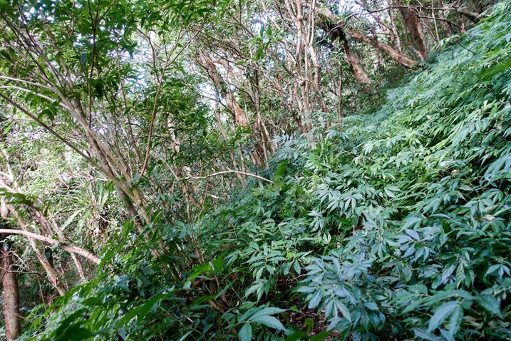 山坡樹木與地被植物 - 北湖呂山