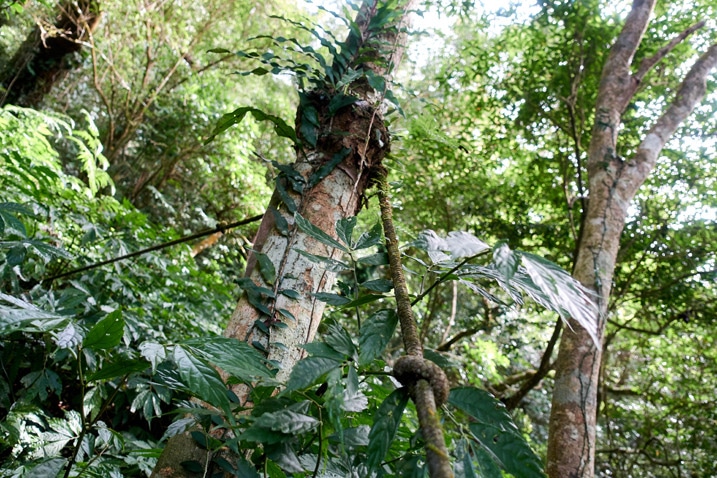 打結的繩索沿樹上下延伸 - 北湖呂山