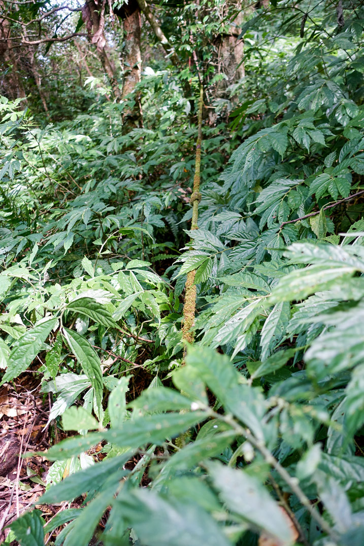 發霉的繩索沿茂密地被山坡向上 - 北湖呂山