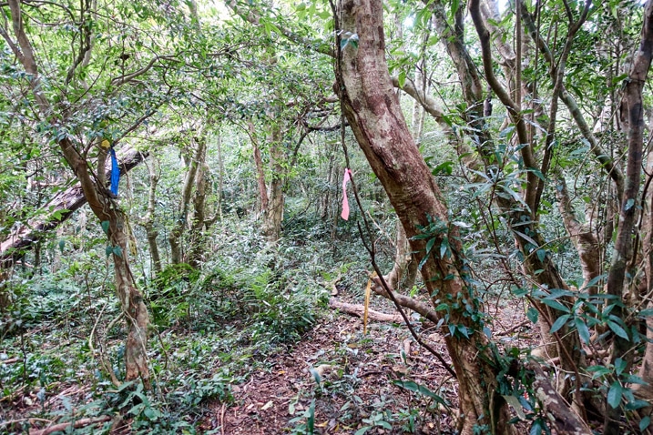 山林步道與步道緞帶 - 北湖呂山