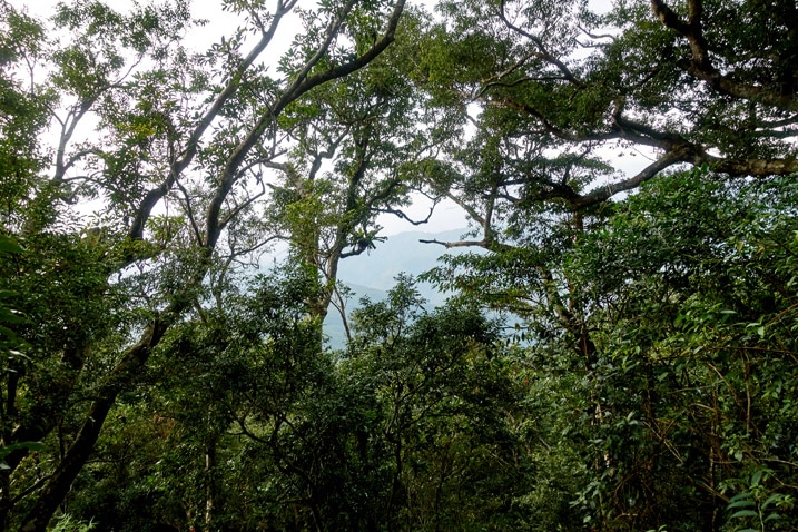 樹木擋住山景 - 北湖呂山