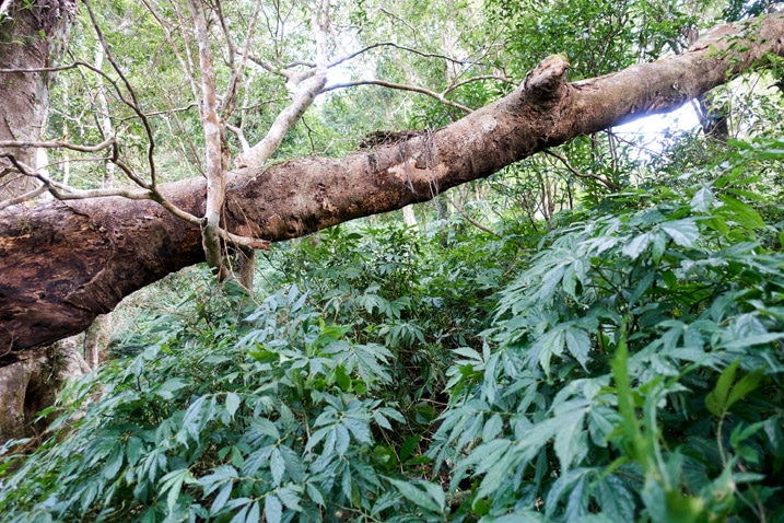 倒樹壓在模糊的路徑上 - 北湖呂山