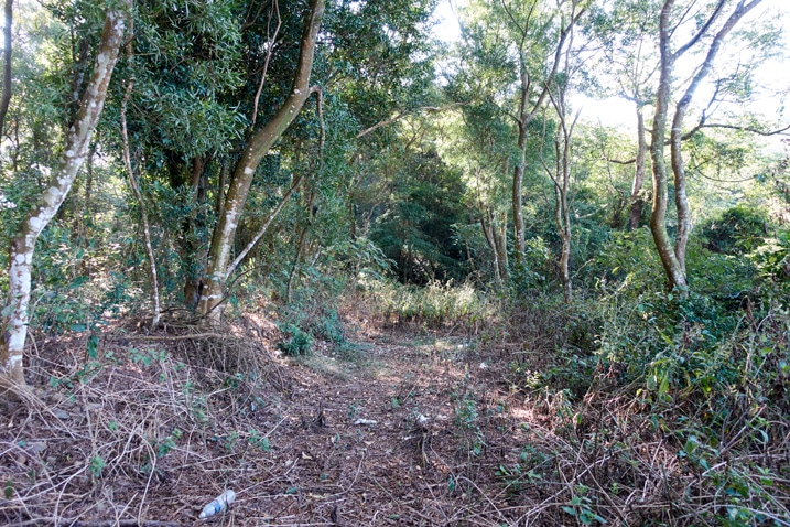落葉覆蓋的泥土路，兩旁是樹林 - 新置山
