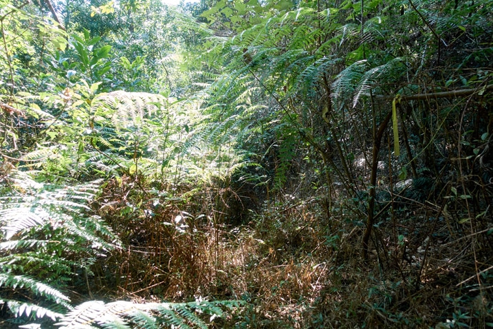 濃密叢林 - 新置山