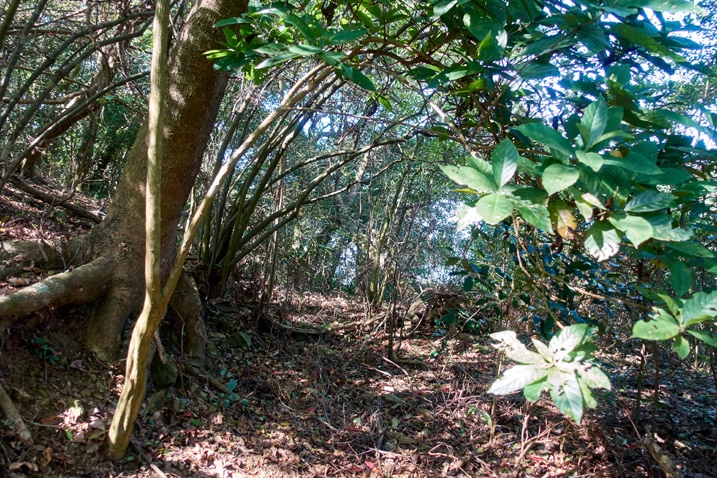廢棄的山間泥土路，樹木與雜草叢生 - 新置山