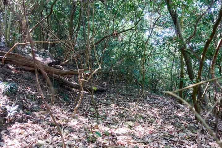 廢棄的山間泥土路，樹木與雜草叢生 - 新置山