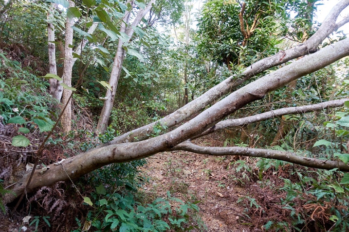 倒下的樹擋住山間泥土路 - 武潭山