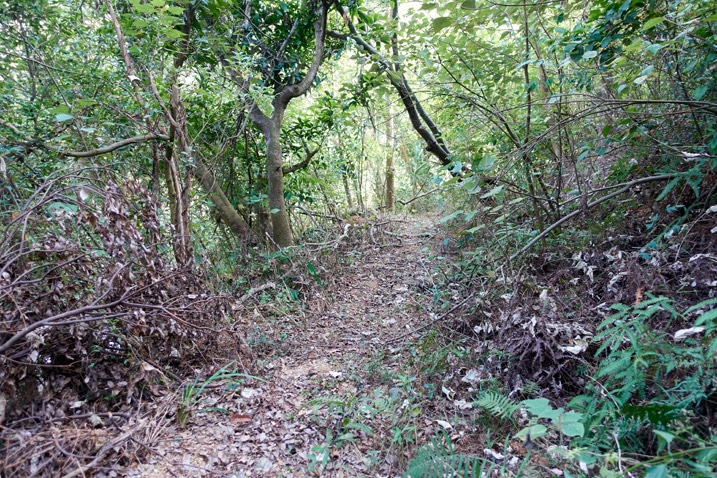 山間泥土路 - 武潭山