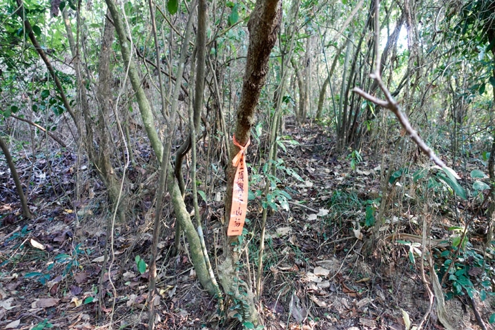 森林中綁在樹上的路標