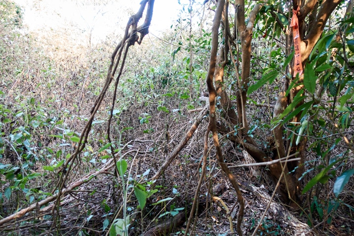 雜草叢生的山頂 - 武潭山山頂