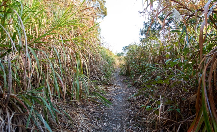 兩旁雜草叢生的舊路 - 蕃里山