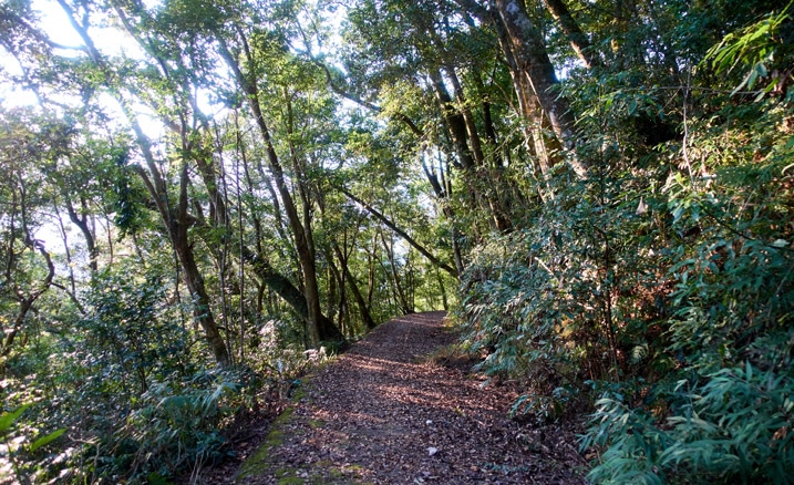 兩旁有樹的舊山路 - 蕃里山