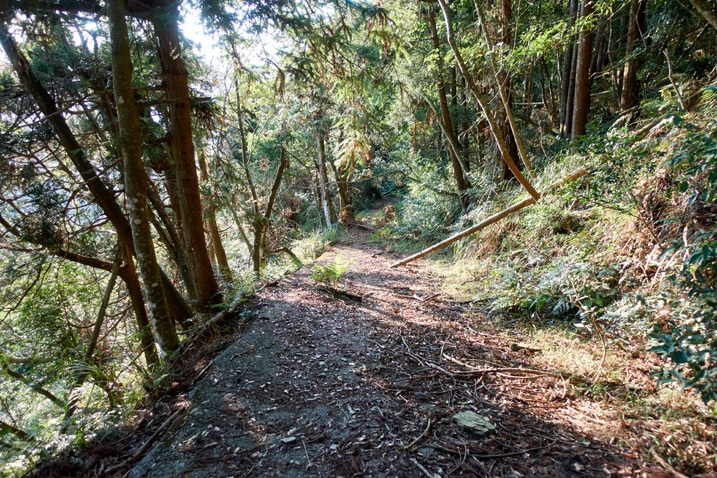 兩旁有樹的舊山路