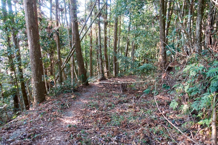 兩旁有樹的舊山路