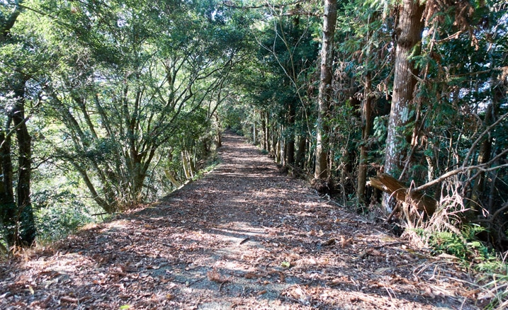 滿地落葉的山路 - 兩旁有樹