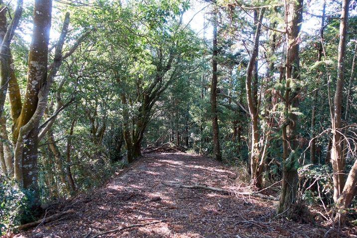 滿地落葉的山路 - 兩旁有樹