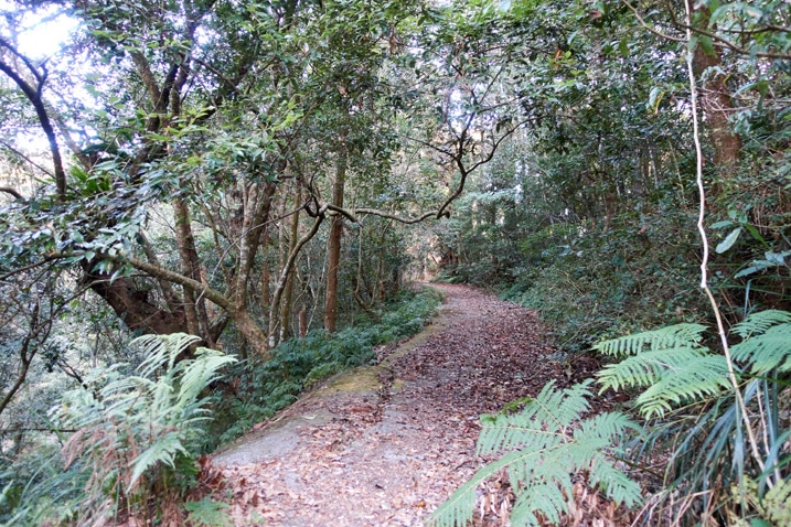 滿地落葉的山路 - 兩旁有樹