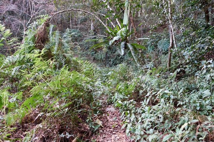 山中小徑