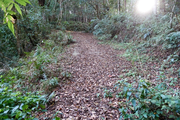 滿地落葉的山路