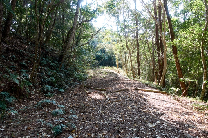 滿地落葉的山路 - 兩旁有樹