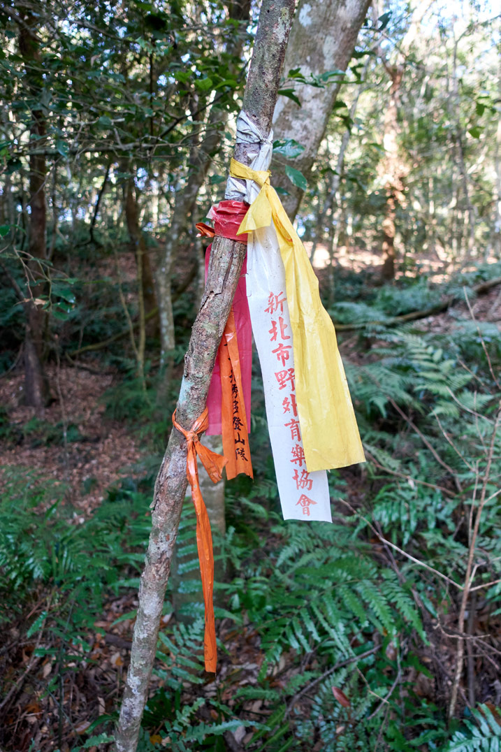 樹上綁著幾條登山緞帶