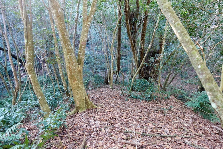 山中森林空地