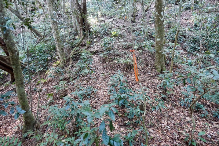 上坡山徑