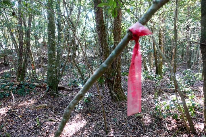 小樹上綁著紅色登山緞帶