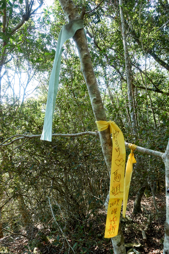 樹上綁著兩條登山緞帶