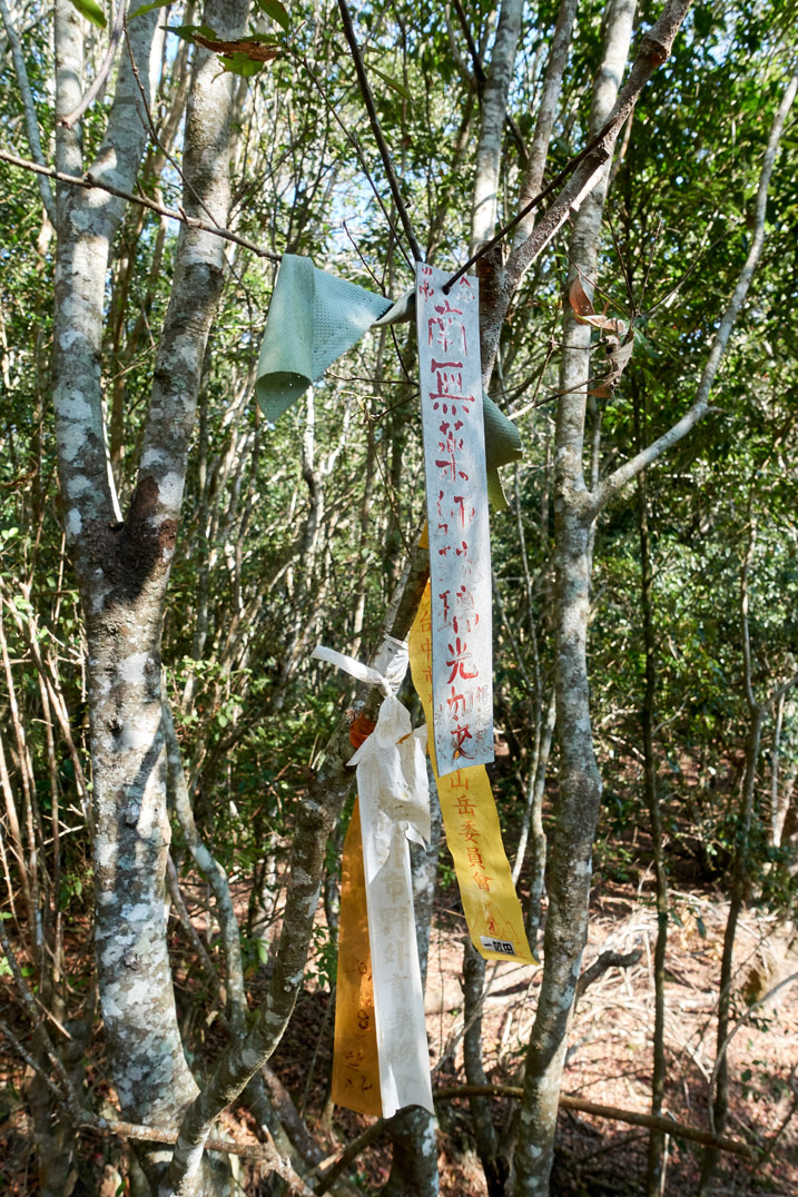 樹上綁著幾條登山緞帶
