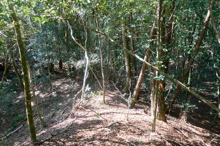 山中森林樹木