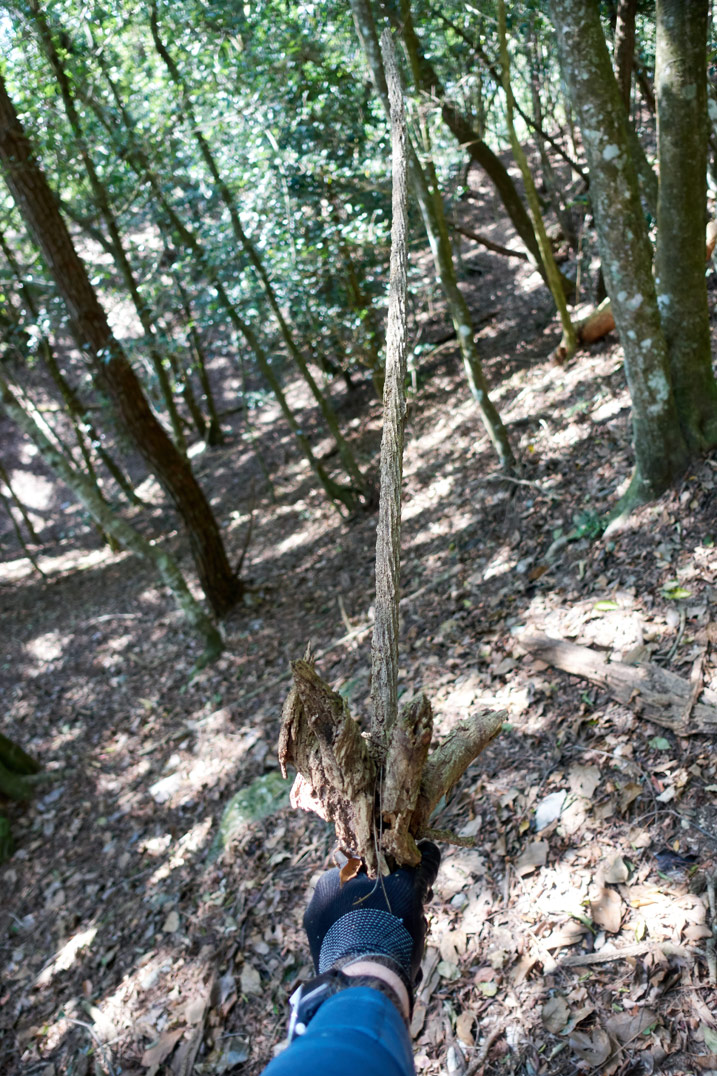 很像劍的樹枝