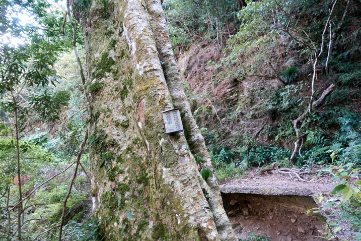 樹上掛著警察崗哨箱 - 後方是破損道路