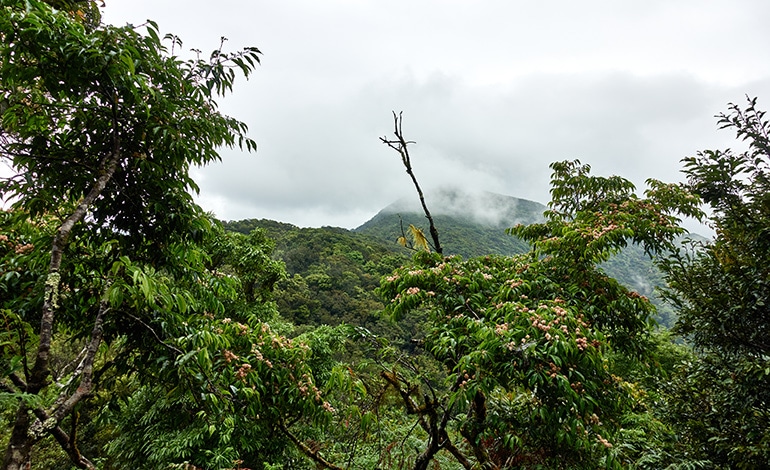Mist covered mountains - trees in foreground