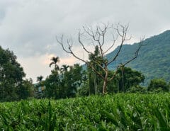 Lone dead tree in middle of field - mountains in background