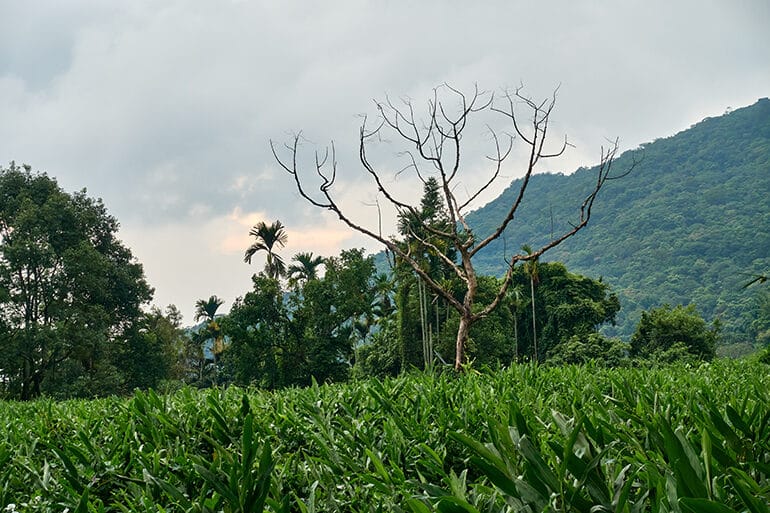 Lone dead tree in middle of field - mountains in background